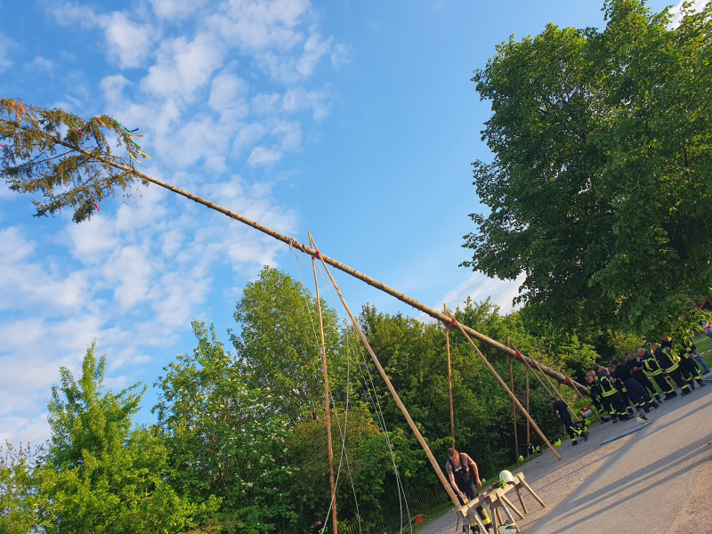 maibaum.jpg maibaum.jpg